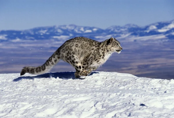 Snow Leopard Ounce Uncia Uncia Correndo Através Das Montanhas — Fotografia de Stock