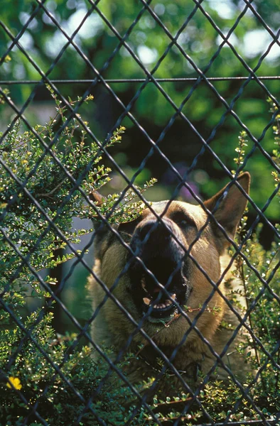 ドイツの羊飼い犬の吠え声 ガードハウス — ストック写真