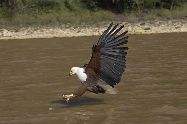 African Fish Eagle Haliaeetus Vocifer Adult Flight Fishing Baringo Lake — стокове фото