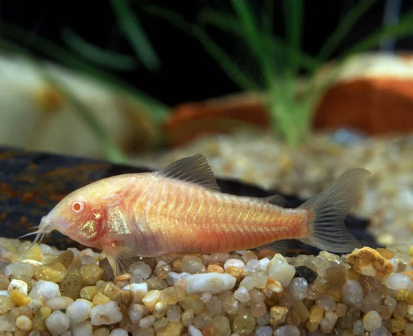 Peppered Cory Corydoras Paleatus Albino Fish — Stock Photo, Image
