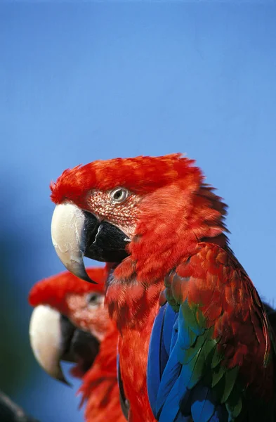 Ara Rossa Verde Ara Chloroptera Coppia — Foto Stock