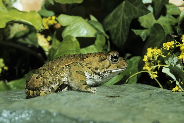 Zielona Ropucha Bufo Viridis Dorosły — Zdjęcie stockowe