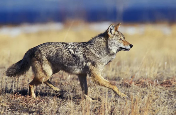 Coyote Canis Latrans Yetişkin Koşusu Montana — Stok fotoğraf