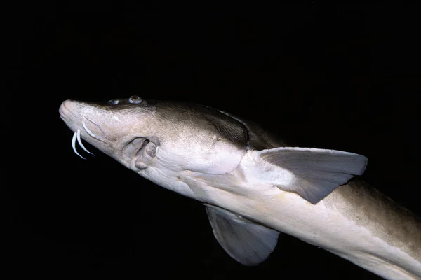 Lake Sturgeon Acipenser Fulvescens — Stock Photo, Image