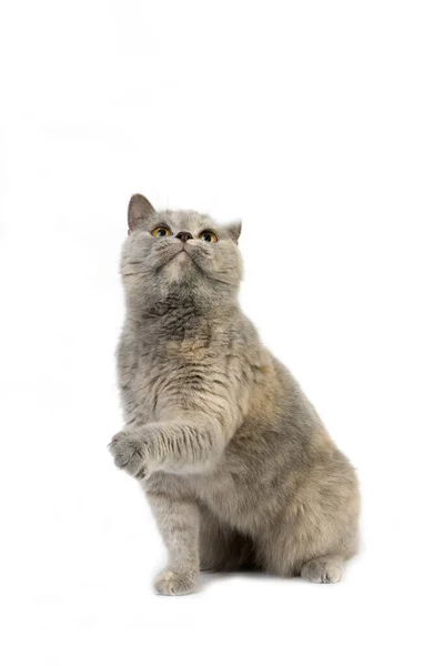 Blue Cream Britisch Kurzhaar Hauskatze Weiblich Sitzend Vor Weißem Hintergrund — Stockfoto