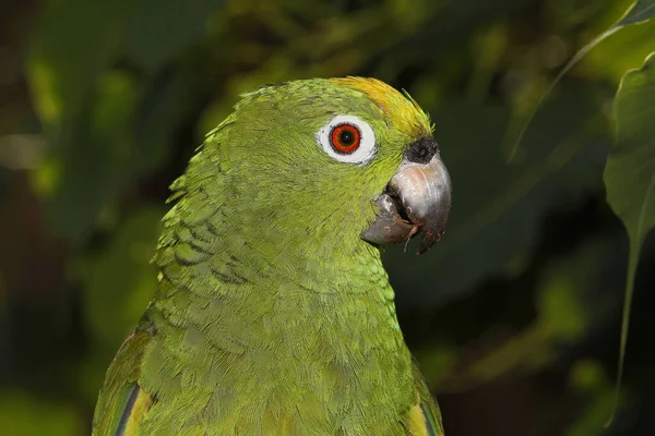 Amazone Couronne Jaune Amazone Ochrocéphale Adulte Gros Plan Tête — Photo