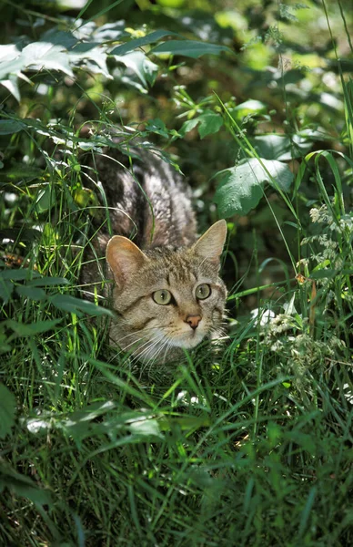 European Wildcat Felis Silveris Adult Standing Long Grass — стоковое фото