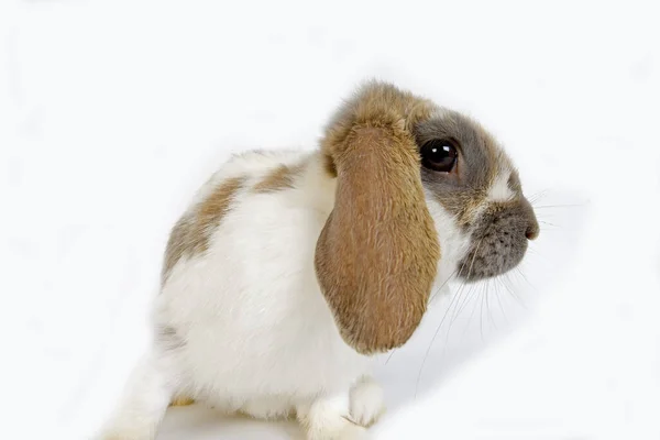 Lop Eared Domestic Rabbit Белом Фоне — стоковое фото