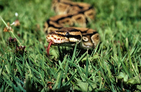 Royal Python Python Regius Tongue Out — 스톡 사진