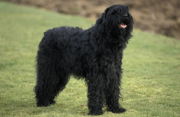 Schwarzer Russischer Terrier Steht Auf Rasen — Stockfoto