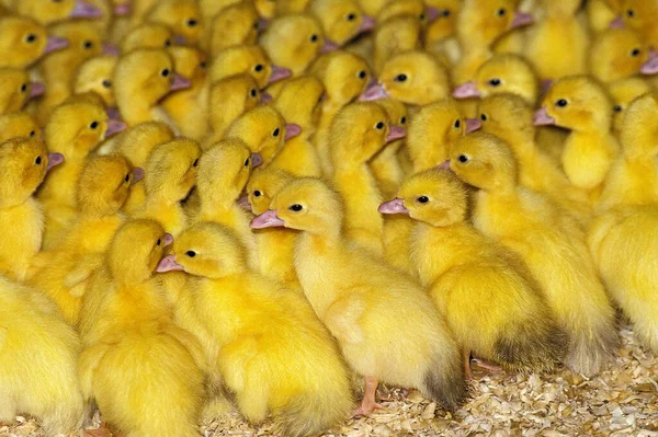 Muskovy Duck Cairina Moschata Chicks — 图库照片