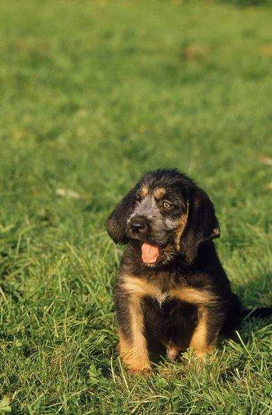 Griffon Nivernais Hund Welpe Sitzt Auf Gras — Stockfoto