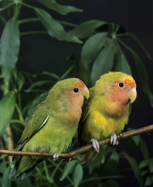 Rosy Faced Lovebird Agapornis Roseicollis — Stock fotografie