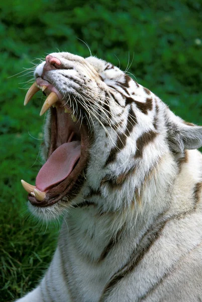 White Tiger, panthera tigris, adult Yawning, with Open Mouth