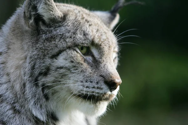 European Lynx Felis Lynx Portret Van Volwassene — Stockfoto