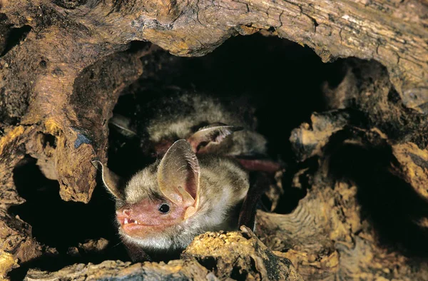 Mouse Eared Bat Myotis Myotis Adult Standing Stock — Stock Photo, Image