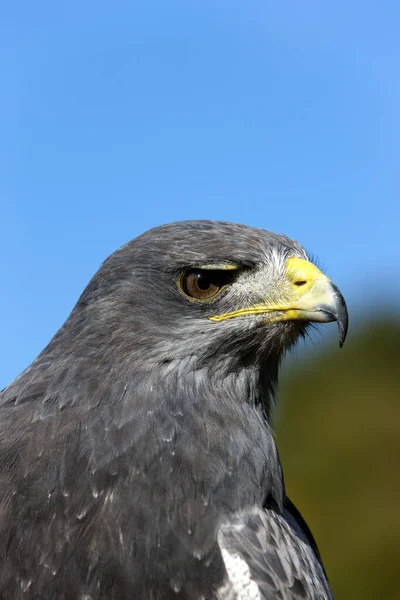 Buzzard Eagle Černou Hrudí Geranoaetus Melanoleucus Portrét Dospělého — Stock fotografie