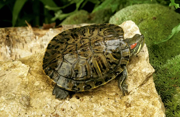 Terrapin Orejas Rojas Trachemys Scripta Elegans —  Fotos de Stock