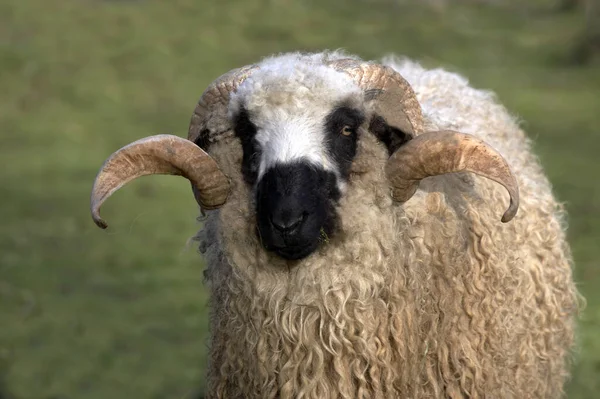 Thones Marthod Domestic Sheep Ráma Portréja — Stock Fotó