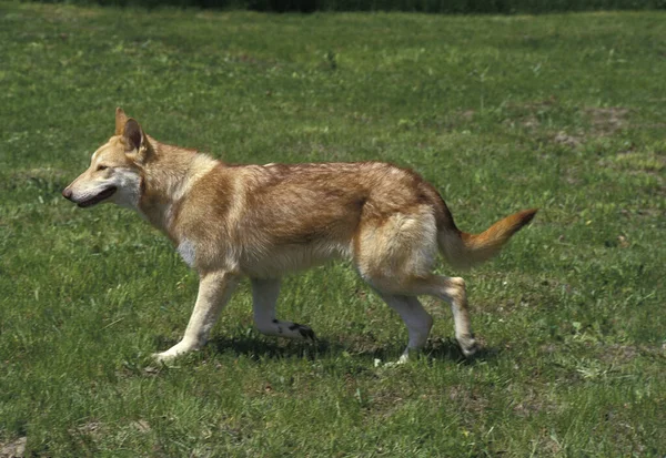 Saarloos Wolfhound Hund Ras Från Nederländerna — Stockfoto