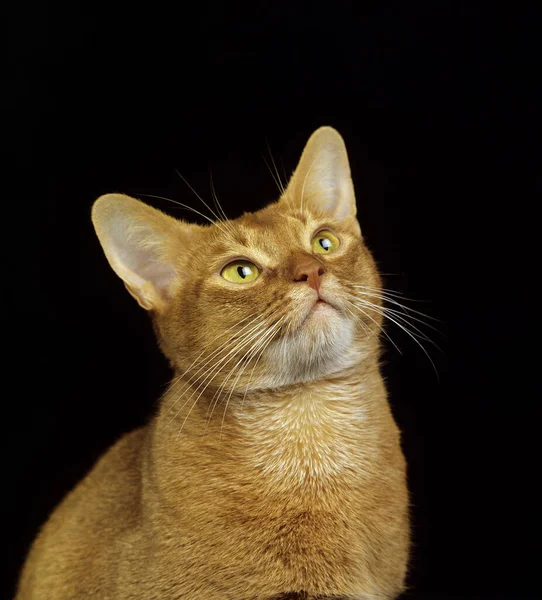 红色深海家猫 黑色背景下的肖像 — 图库照片