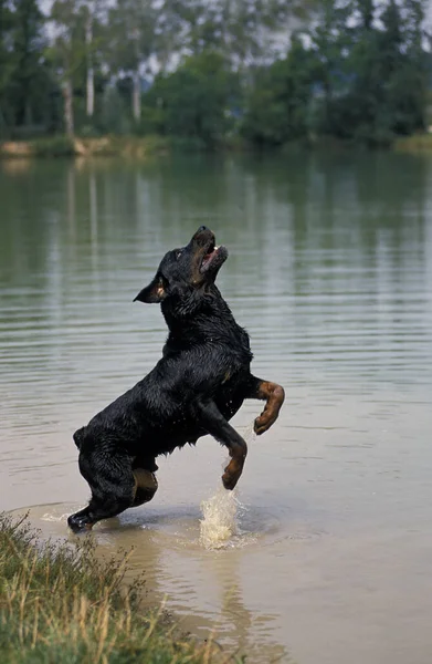 Rottweiler Köpek Suda Sıçrayan Erkek — Stok fotoğraf