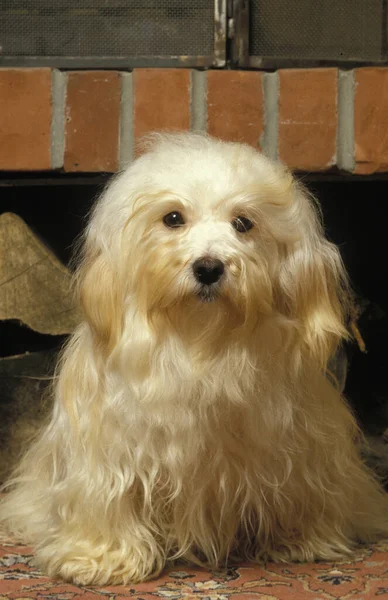 Hawana Silk Dog Lub Havanese Bichon Dog — Zdjęcie stockowe