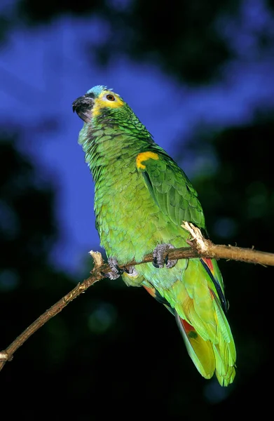 Blaustirnpapagei Oder Türkisfarbener Amazonas Papagei Amazona Aestiva Erwachsener Auf Zweig — Stockfoto