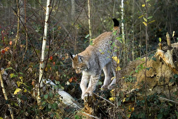 Siberian Lynx Lynx Lynx Wrangeli Adult Standing Branch — Stock Photo, Image