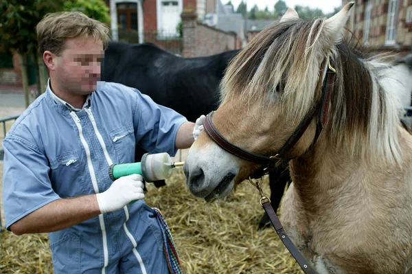 Οδοντίατρος Αλόγων Νορβηγικό Άλογο Φιόρδ — Φωτογραφία Αρχείου