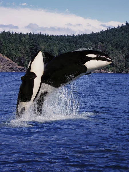 Φάλαινα Δολοφόνος Orcinus Orca Μητέρα Και Calf Leaping Καναδάς — Φωτογραφία Αρχείου