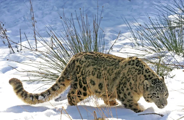 Snow Leopard Ounce Uncia Uncia Adult Standing Snow — 스톡 사진