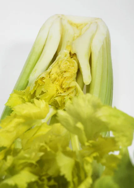 Zeller Apium Graveolens Dulce Ellen Fehér Háttér — Stock Fotó