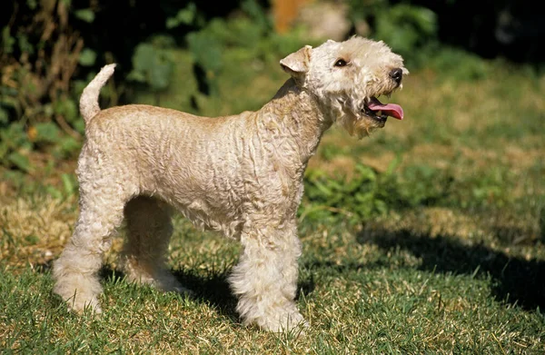 Lakeland Terrier Dog Στέκεται Στο Γρασίδι — Φωτογραφία Αρχείου