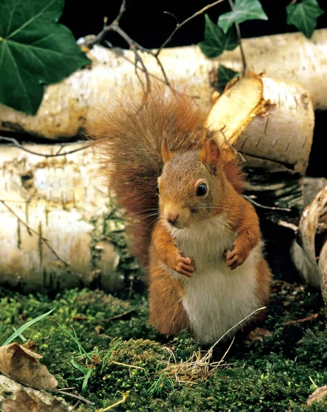 Écureuil Roux Sciurus Vulgaris Homme — Photo