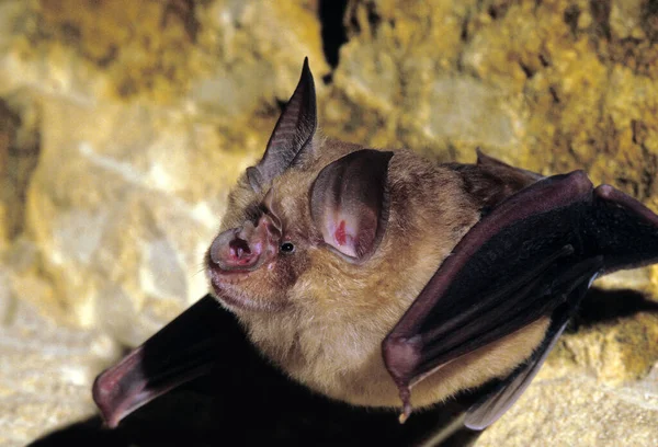 Grande Morcego Ferradura Rinolofus Ferrumequinum — Fotografia de Stock