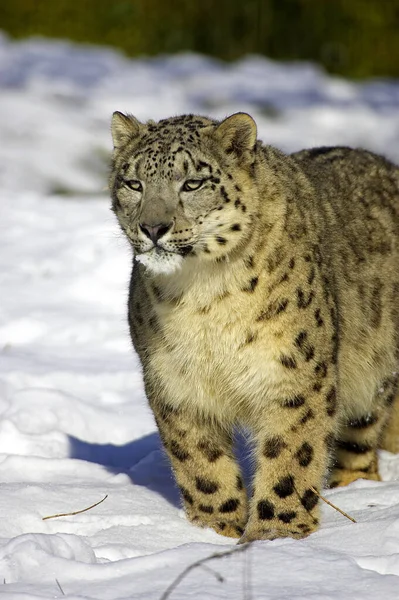 Snow Leopard Ounce Uncia Uncia Adult Standing Snow — 图库照片