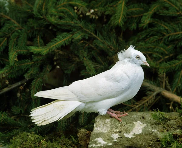 Dantzig Fliegende Taube Natürlicher Hintergrund — Stockfoto