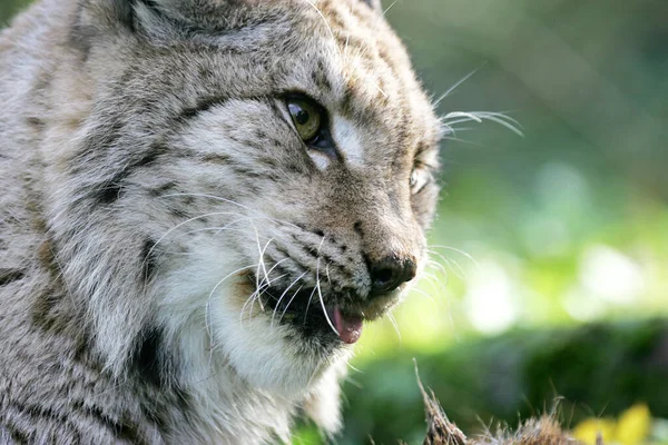 Lynx Europeu Felis Lynx Retrato Adulto — Fotografia de Stock