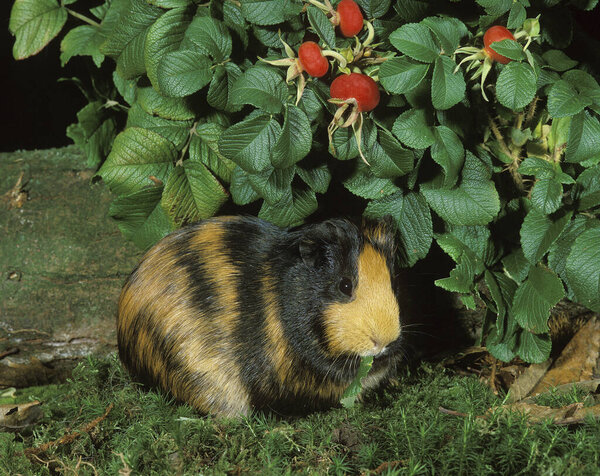 Guinea Pig, cavia porcellus 