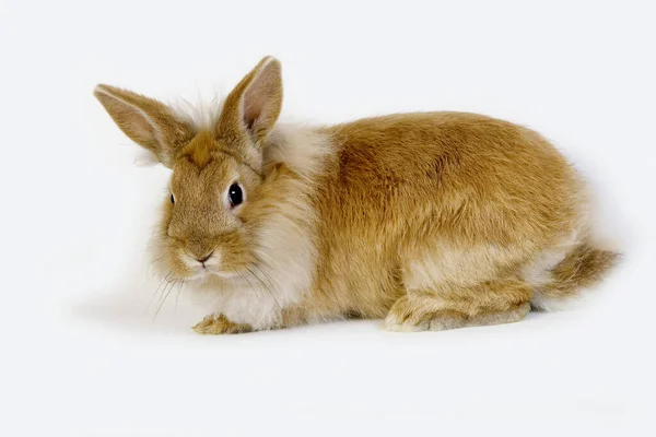 Conejo Doméstico Enano Rojo Contra Fondo Blanco — Foto de Stock