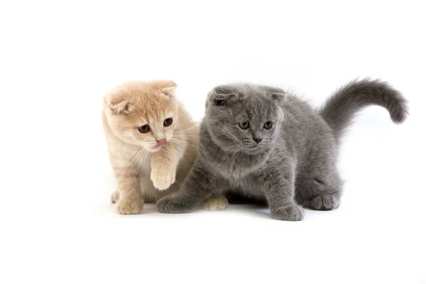 Cream Skót Fold Kék Skót Fold Domestic Cat Hónapos Cica — Stock Fotó
