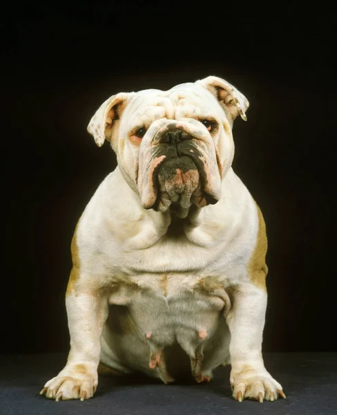 English Bulldog, Female Dog sitting against Black Background