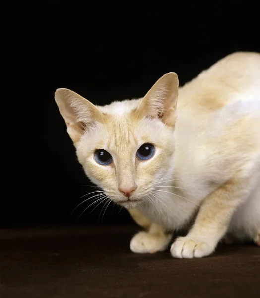 Red Point Siamês Doméstico Gato Adulto Contra Fundo Preto — Fotografia de Stock