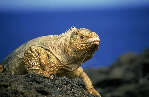 Galapagos Land Iguana Conolophus Subcristatus Adult Standing Rock — Stock Photo, Image
