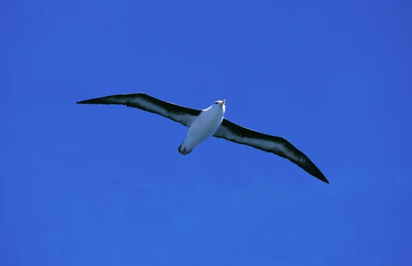 Czarnobrązowy Albatros Diomedea Melanophris Dorosły Locie Drake Passage Antarktydzie — Zdjęcie stockowe