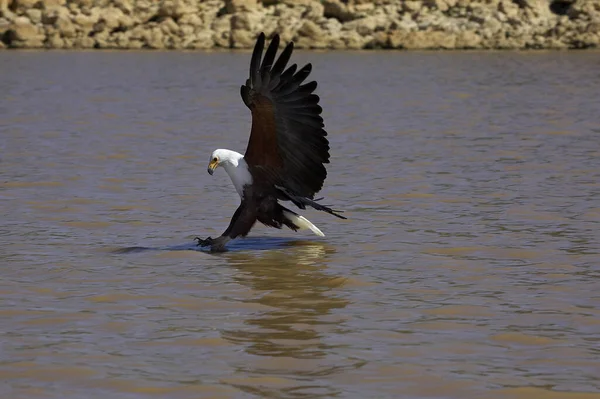 Afrika Balık Kartalı Haliaeetus Vocifer Uçan Yetişkin Baringo Gölü Nde — Stok fotoğraf