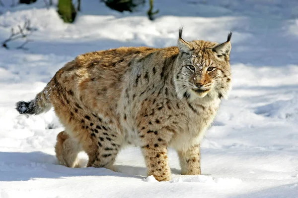 Europeu Lynx Felis Lynx Adulto Neve — Fotografia de Stock