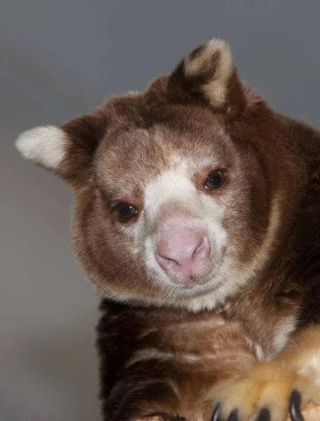 Matschie Boom Kangoeroe Dendrolagus Matschiei Portret Van Volwassen — Stockfoto