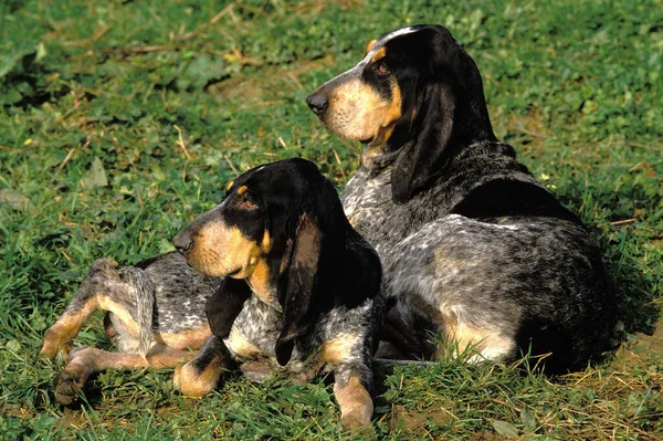 Kleiner Blauer Gascogonhund Erwachsene Auf Gras Liegend — Stockfoto